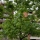 Arce plateado ("Acer saccharinum")