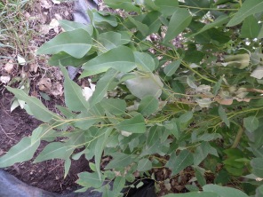Corymbia eximia 'Nana'