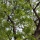 Fresno rojo americano (Fraxinus pennsylvanica)